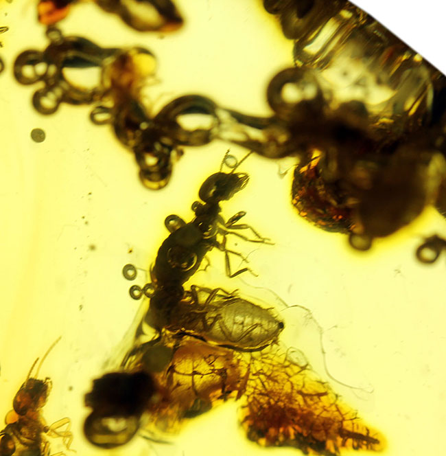 特大!コーパルの中に古代の泡と大きな虫が多数内包。コロンビア産コーパル(Copal)(その1)