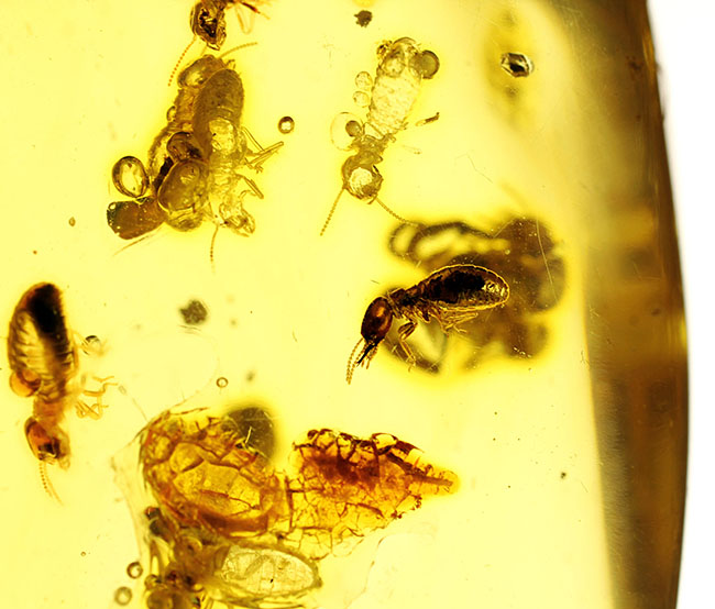 特大!コーパルの中に古代の泡と大きな虫が多数内包。コロンビア産コーパル(Copal)(その10)