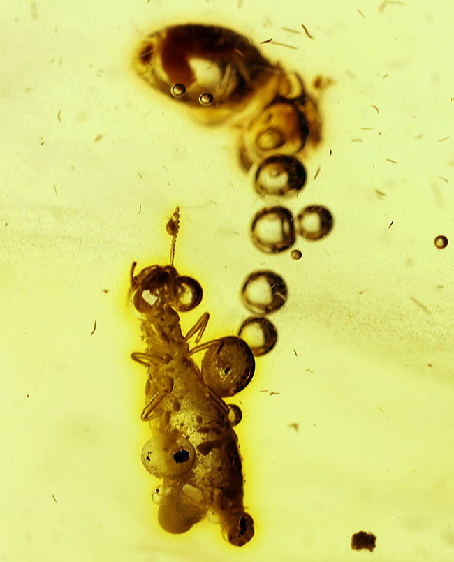 特大!コーパルの中に古代の泡と大きな虫が多数内包。コロンビア産コーパル(Copal)(その12)