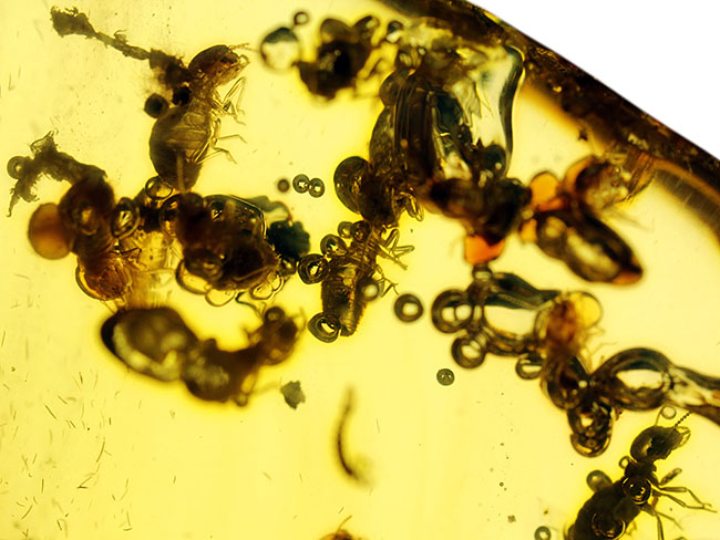 特大!コーパルの中に古代の泡と大きな虫が多数内包。コロンビア産コーパル(Copal)(その13)