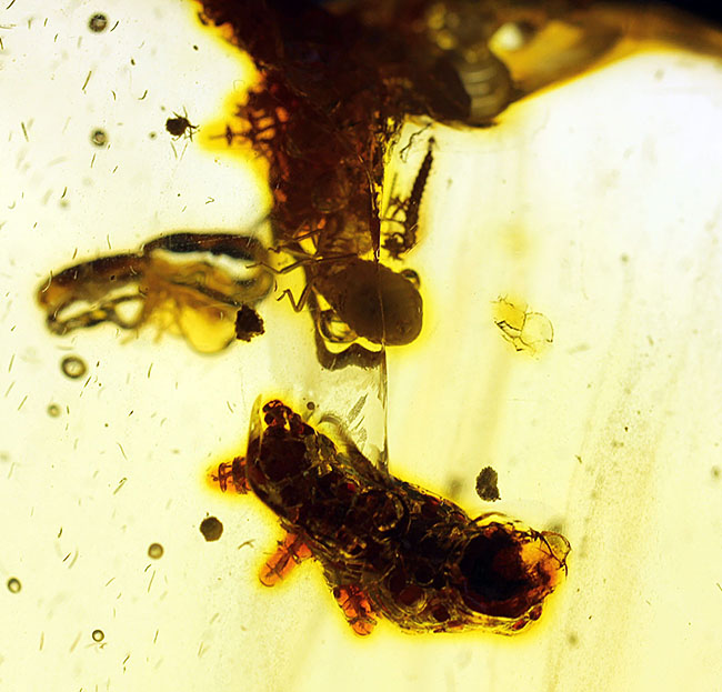 特大!コーパルの中に古代の泡と大きな虫が多数内包。コロンビア産コーパル(Copal)(その14)