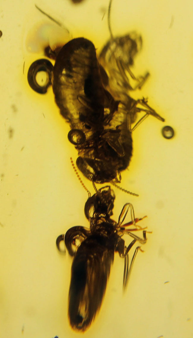 特大!コーパルの中に古代の泡と大きな虫が多数内包。コロンビア産コーパル(Copal)(その15)