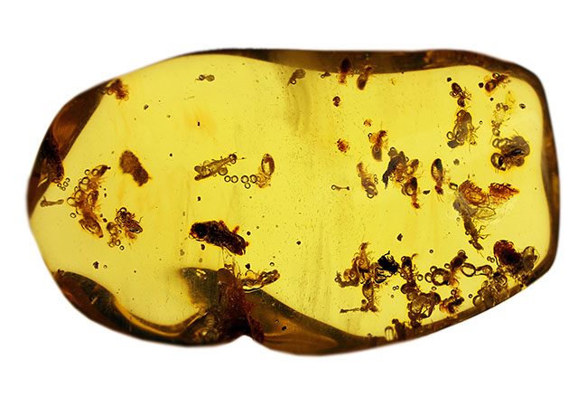 特大!コーパルの中に古代の泡と大きな虫が多数内包。コロンビア産コーパル(Copal)(その6)