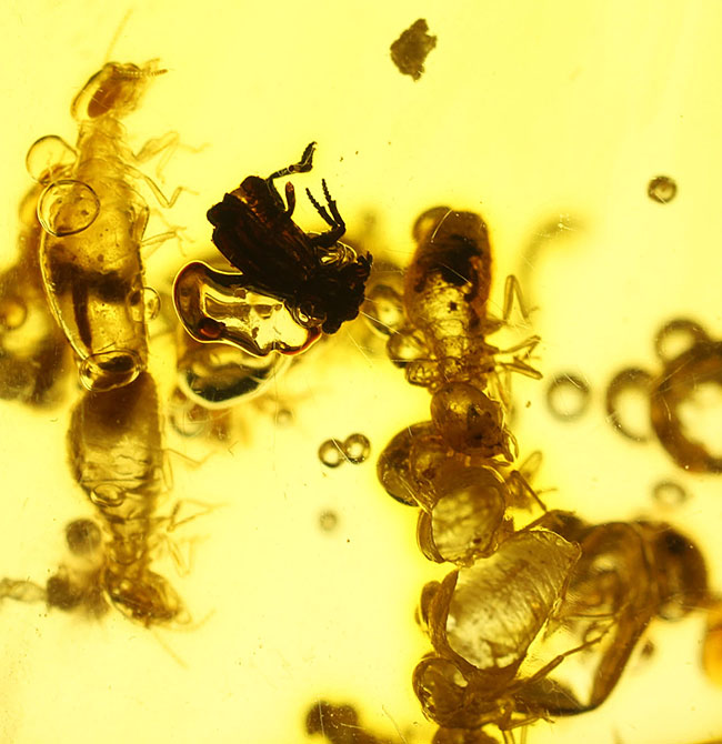 特大!コーパルの中に古代の泡と大きな虫が多数内包。コロンビア産コーパル(Copal)(その7)