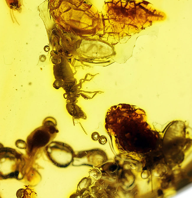 特大!コーパルの中に古代の泡と大きな虫が多数内包。コロンビア産コーパル(Copal)(その8)