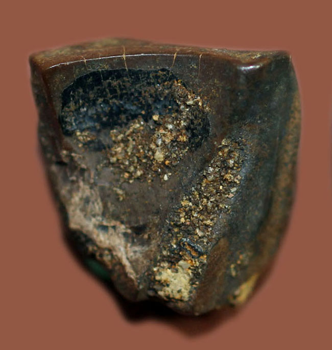 白亜紀後期に生きた、最期の角竜トリケラトプス(Triceratops)の歯化石(その1)