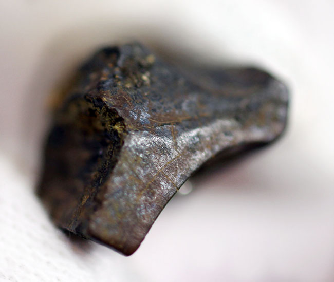 白亜紀後期に生きた、最期の角竜トリケラトプス(Triceratops)の歯化石(その6)