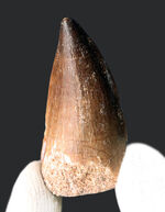 白亜紀の後期の食物連鎖の頂点に君臨していたモササウルス（Mosasaurus）の頑強な歯化石