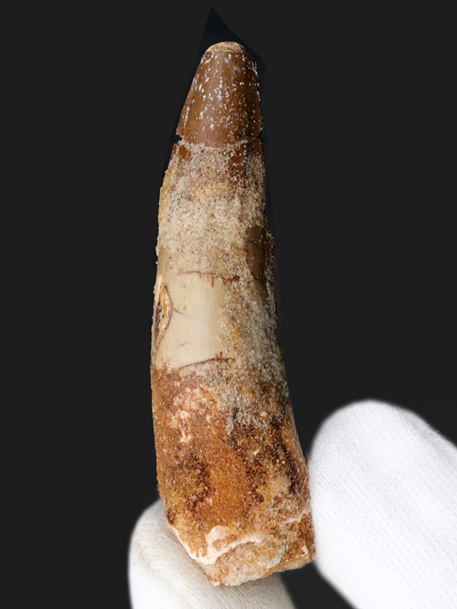 およそ1億年前の北アフリカに棲息していた巨大恐竜、スピノサウルス(Spinosaurus)の歯化石(その1)