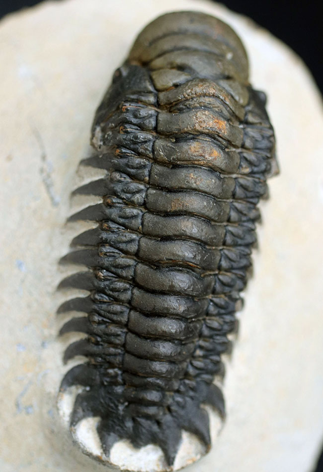 ザ・パーフェクト！芋虫型のフォルムでおなじみの人気三葉虫、クロタロセファルス・ギブス（Crotalocephalus gibbus）（その10）