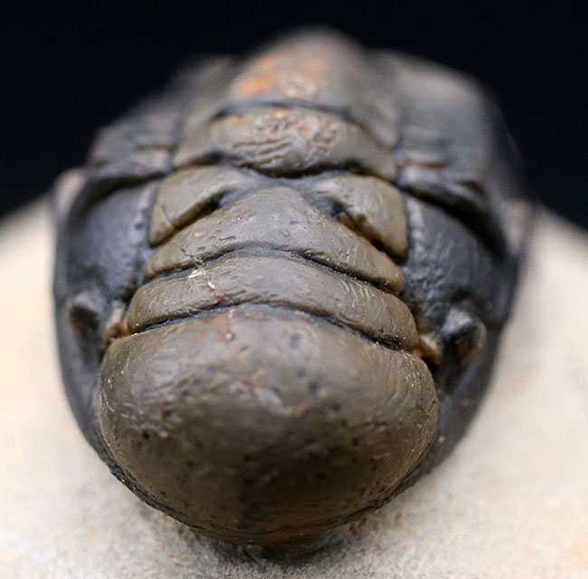 ザ・パーフェクト！芋虫型のフォルムでおなじみの人気三葉虫、クロタロセファルス・ギブス（Crotalocephalus gibbus）（その12）