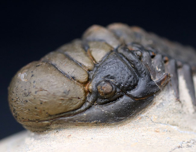 ザ・パーフェクト！芋虫型のフォルムでおなじみの人気三葉虫、クロタロセファルス・ギブス（Crotalocephalus gibbus）（その3）