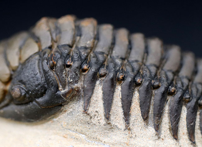 ザ・パーフェクト！芋虫型のフォルムでおなじみの人気三葉虫、クロタロセファルス・ギブス（Crotalocephalus gibbus）（その4）