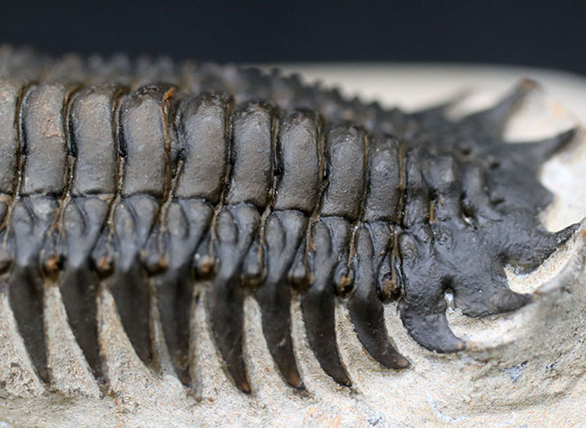 ザ・パーフェクト！芋虫型のフォルムでおなじみの人気三葉虫、クロタロセファルス・ギブス（Crotalocephalus gibbus）（その5）