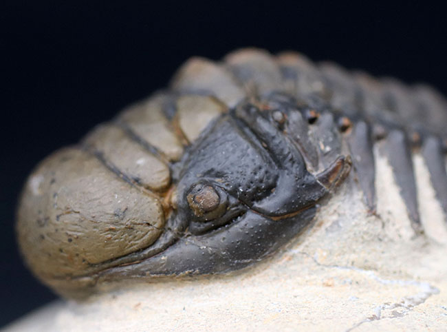 ザ・パーフェクト！芋虫型のフォルムでおなじみの人気三葉虫、クロタロセファルス・ギブス（Crotalocephalus gibbus）（その7）