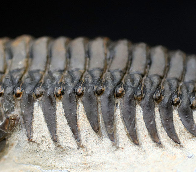 ザ・パーフェクト！芋虫型のフォルムでおなじみの人気三葉虫、クロタロセファルス・ギブス（Crotalocephalus gibbus）（その8）