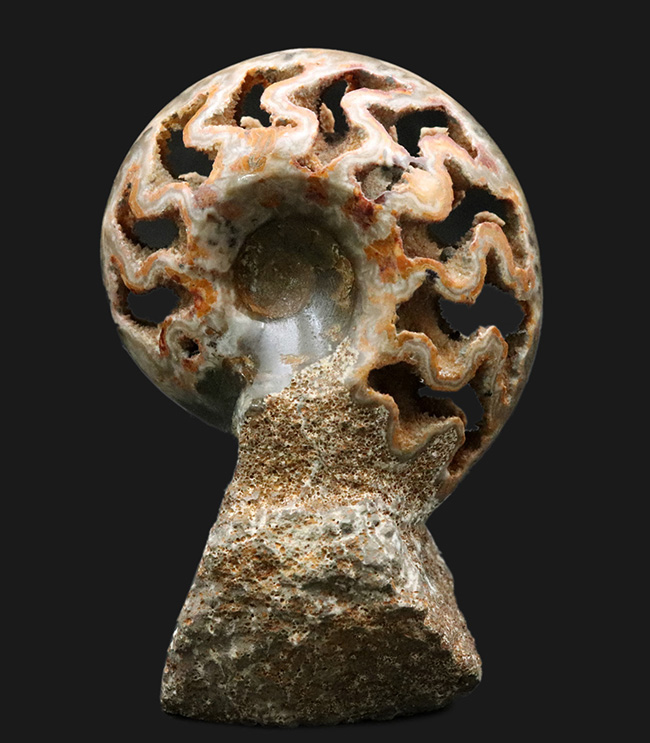 隔壁だけが残存！サービスプライス！良い角度で自立展示するアンモナイト（Ammonite）の化石（その1）