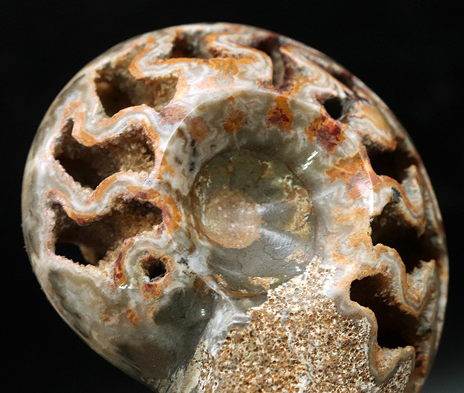 隔壁だけが残存！サービスプライス！良い角度で自立展示するアンモナイト（Ammonite）の化石（その2）