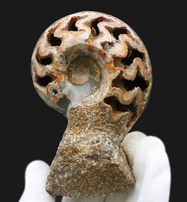隔壁だけが残存！サービスプライス！良い角度で自立展示するアンモナイト（Ammonite）の化石（その3）
