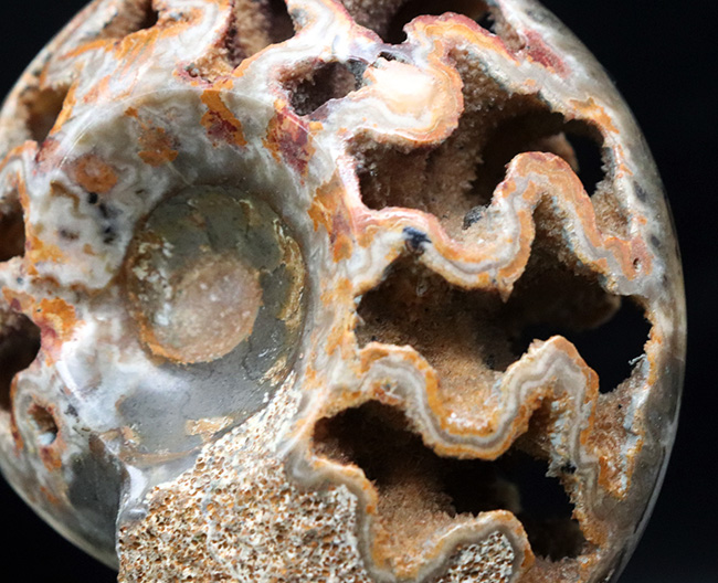 隔壁だけが残存！サービスプライス！良い角度で自立展示するアンモナイト（Ammonite）の化石（その4）