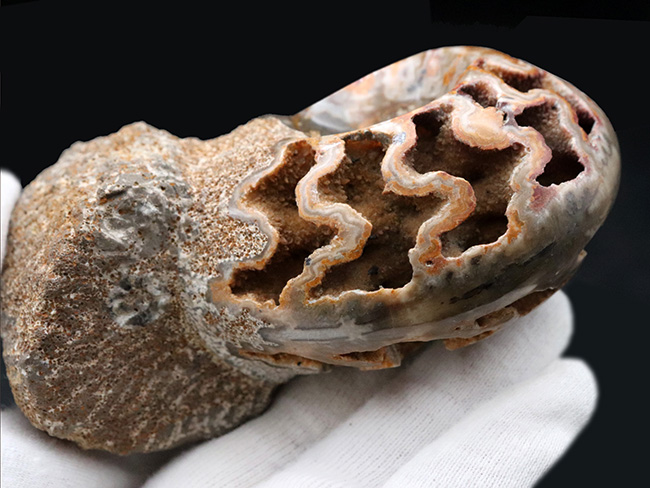 隔壁だけが残存！サービスプライス！良い角度で自立展示するアンモナイト（Ammonite）の化石（その5）