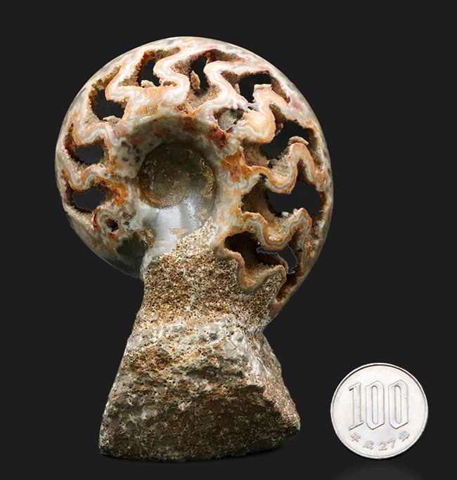 隔壁だけが残存！サービスプライス！良い角度で自立展示するアンモナイト（Ammonite）の化石（その7）