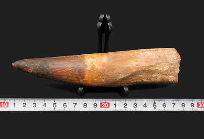 ロングカーブ計測１７８ミリという、驚くべき巨大サイズを誇る、スピノサウルス（Spinosaurus）の歯化石（その9）