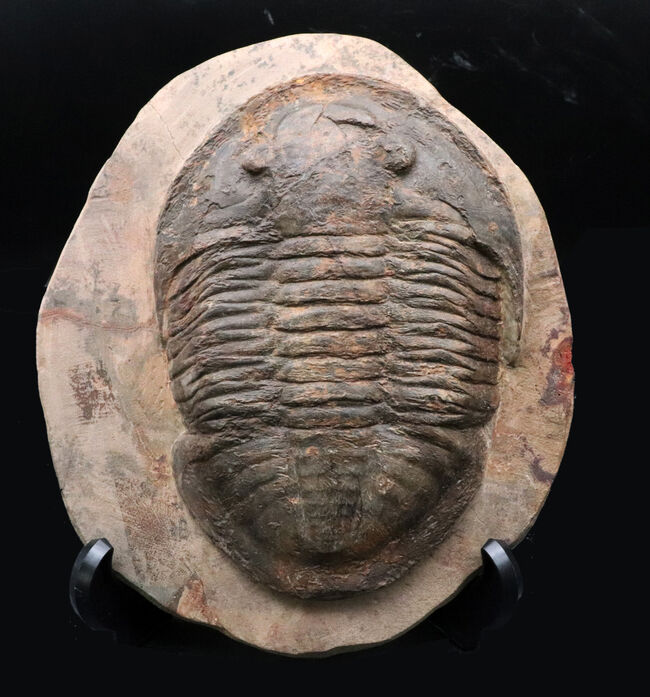 保存状態良好かつ特大!ベリーレア!モロッコ産の三葉虫、アサフス(Asaphus sp.)の標本(その1)