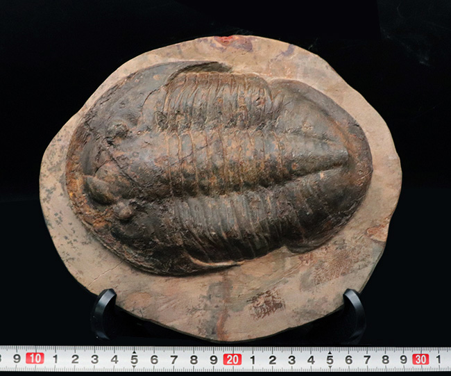 保存状態良好かつ特大！ベリーレア！モロッコ産の三葉虫、アサフス（Asaphus sp.）の標本（その10）