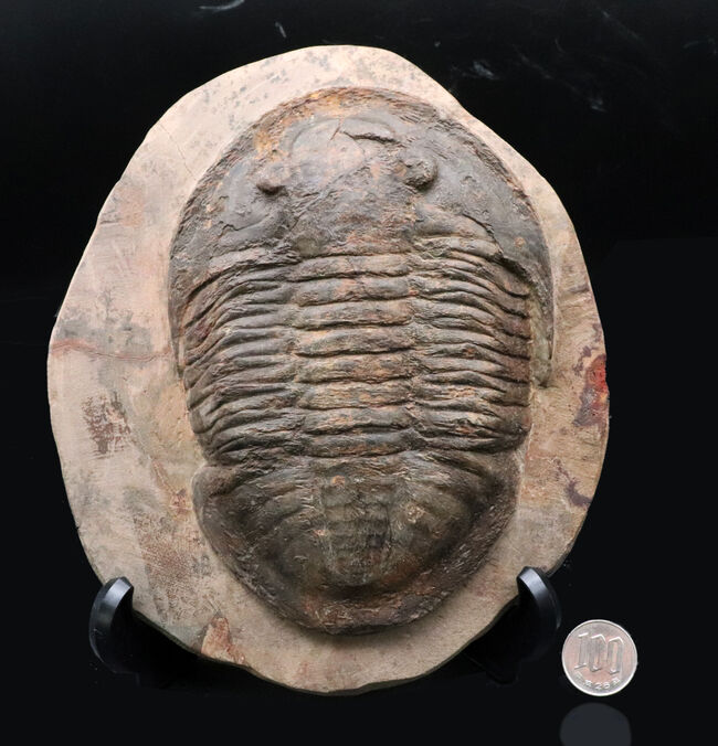 保存状態良好かつ特大!ベリーレア!モロッコ産の三葉虫、アサフス(Asaphus sp.)の標本(その11)