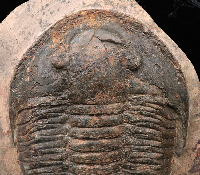 保存状態良好かつ特大!ベリーレア!モロッコ産の三葉虫、アサフス(Asaphus sp.)の標本(その2)