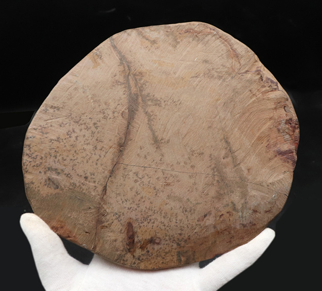 保存状態良好かつ特大!ベリーレア!モロッコ産の三葉虫、アサフス(Asaphus sp.)の標本(その5)