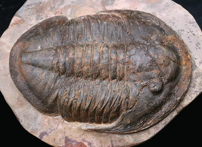 保存状態良好かつ特大!ベリーレア!モロッコ産の三葉虫、アサフス(Asaphus sp.)の標本(その6)