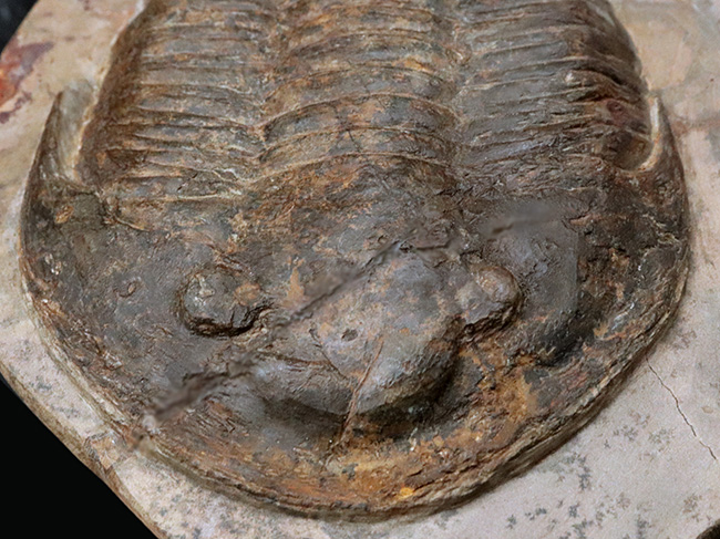 保存状態良好かつ特大!ベリーレア!モロッコ産の三葉虫、アサフス(Asaphus sp.)の標本(その7)