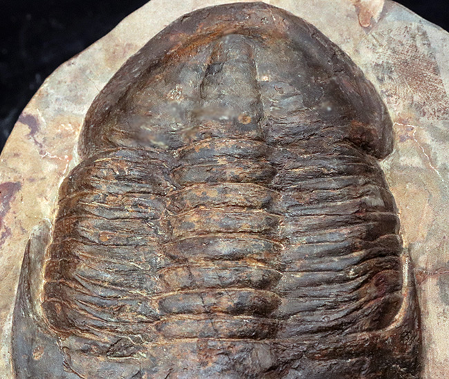 保存状態良好かつ特大!ベリーレア!モロッコ産の三葉虫、アサフス(Asaphus sp.)の標本(その8)