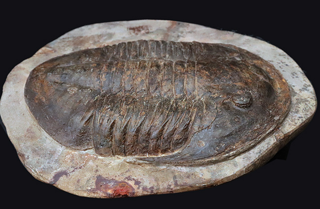 保存状態良好かつ特大!ベリーレア!モロッコ産の三葉虫、アサフス(Asaphus sp.)の標本(その9)