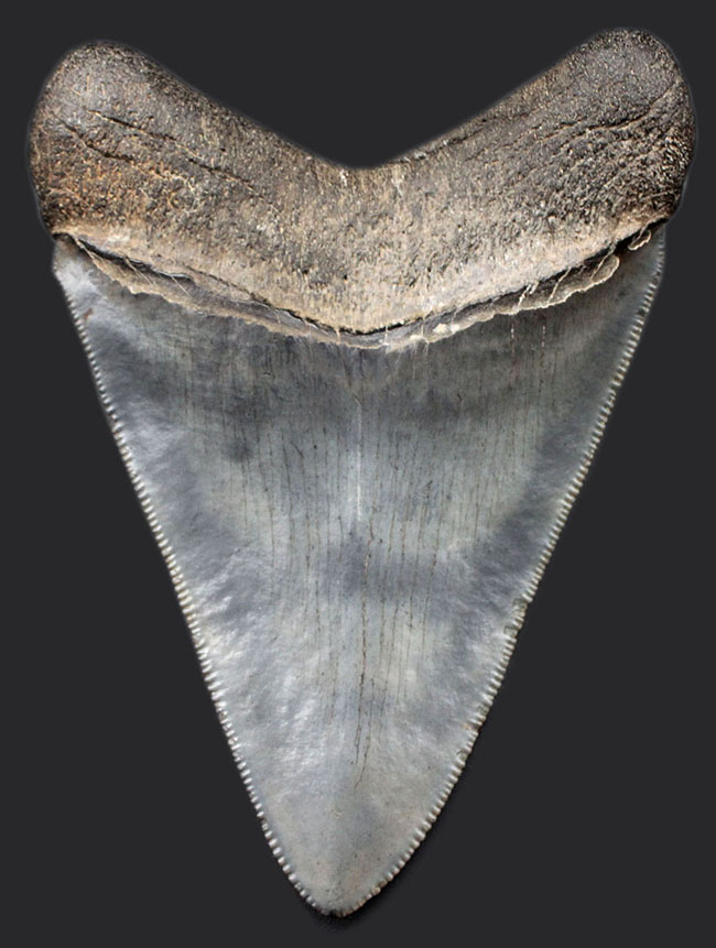 ベリーベリーナチュラル！最高の保存状態！人気のメガロドン（Carcharodon megalodon）歯化石（その1）