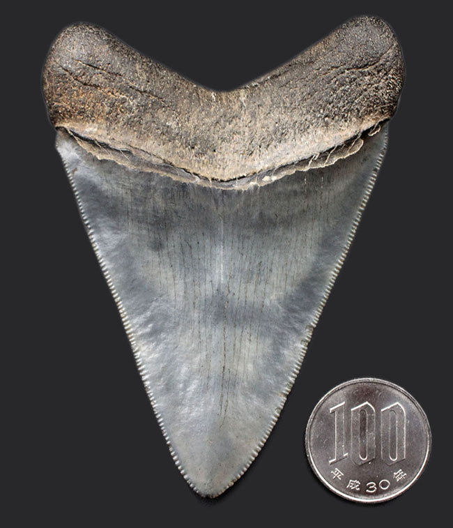 ベリーベリーナチュラル！最高の保存状態！人気のメガロドン（Carcharodon megalodon）歯化石（その11）
