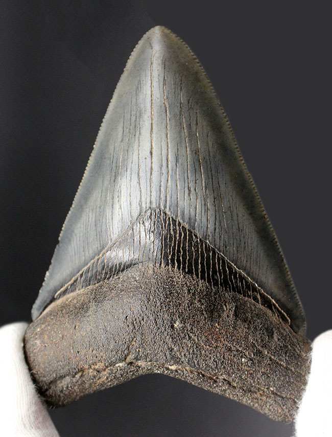 ベリーベリーナチュラル！最高の保存状態！人気のメガロドン（Carcharodon megalodon）歯化石（その5）