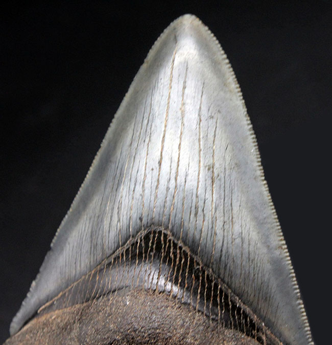 ベリーベリーナチュラル！最高の保存状態！人気のメガロドン（Carcharodon megalodon）歯化石（その6）
