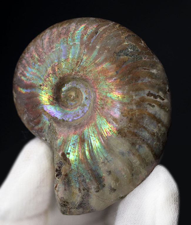 ファーストコレクションに迷ったらぜひこちらを！虹色に光るマダガスカル産のアンモナイト、クレオニセラス（Cleoniceras）の化石（その1）