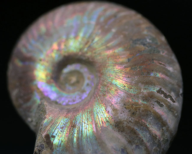 ファーストコレクションに迷ったらぜひこちらを！虹色に光るマダガスカル産のアンモナイト、クレオニセラス（Cleoniceras）の化石（その2）