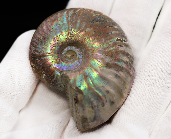 ファーストコレクションに迷ったらぜひこちらを！虹色に光るマダガスカル産のアンモナイト、クレオニセラス（Cleoniceras）の化石（その3）