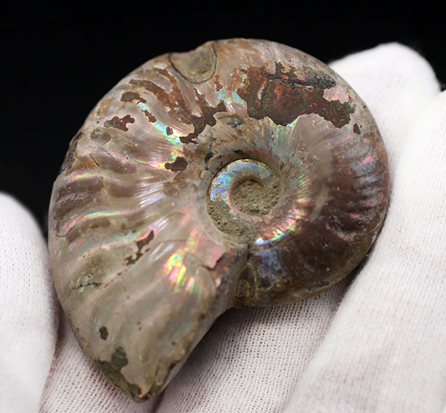 ファーストコレクションに迷ったらぜひこちらを！虹色に光るマダガスカル産のアンモナイト、クレオニセラス（Cleoniceras）の化石（その4）