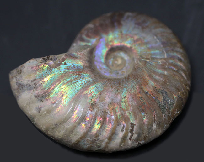 ファーストコレクションに迷ったらぜひこちらを！虹色に光るマダガスカル産のアンモナイト、クレオニセラス（Cleoniceras）の化石（その5）