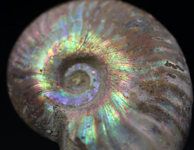 ファーストコレクションに迷ったらぜひこちらを！虹色に光るマダガスカル産のアンモナイト、クレオニセラス（Cleoniceras）の化石（その7）
