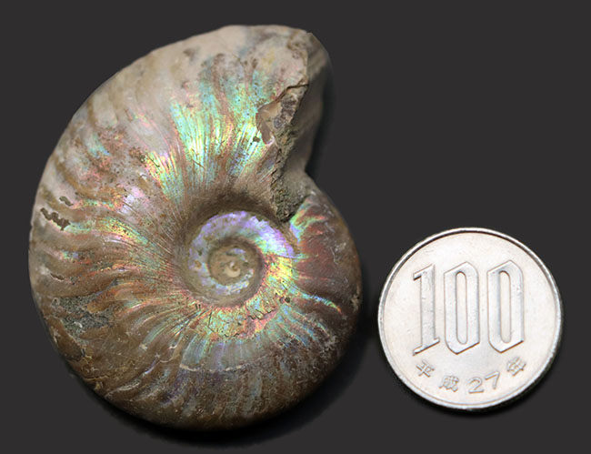 ファーストコレクションに迷ったらぜひこちらを！虹色に光るマダガスカル産のアンモナイト、クレオニセラス（Cleoniceras）の化石（その8）