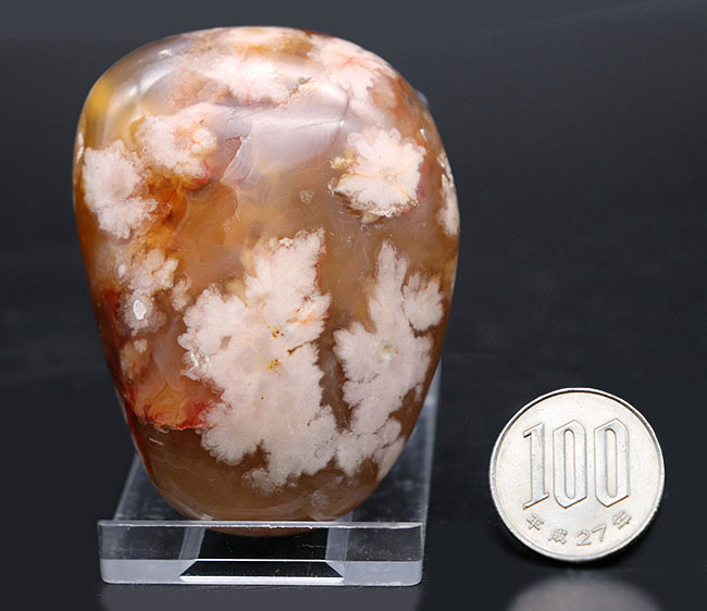 希少!一足早く花見をしませんか?桜の模様が現れた特殊なメノウ(Agate)、桜瑪瑙(その11)