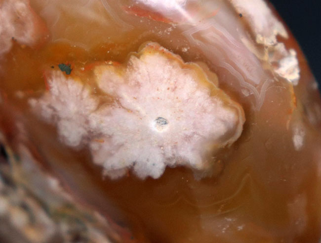 希少!一足早く花見をしませんか?桜の模様が現れた特殊なメノウ(Agate)、桜瑪瑙(その5)