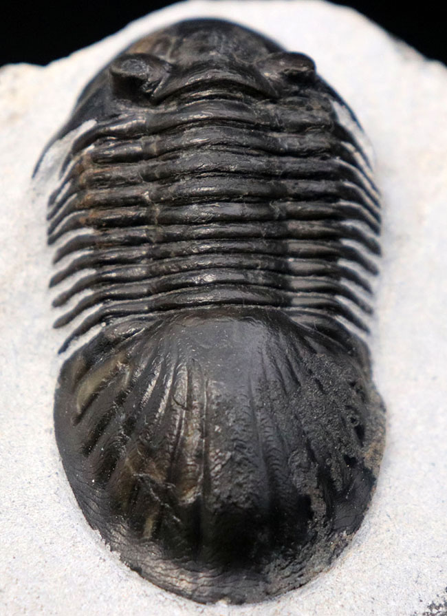 パーフェクトワン、扇のような尾板を持つ、モロッコ産の三葉虫、パラレジュルス（Paralejurus  spatuliformis）（その1）